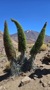 Tejinaste Teide